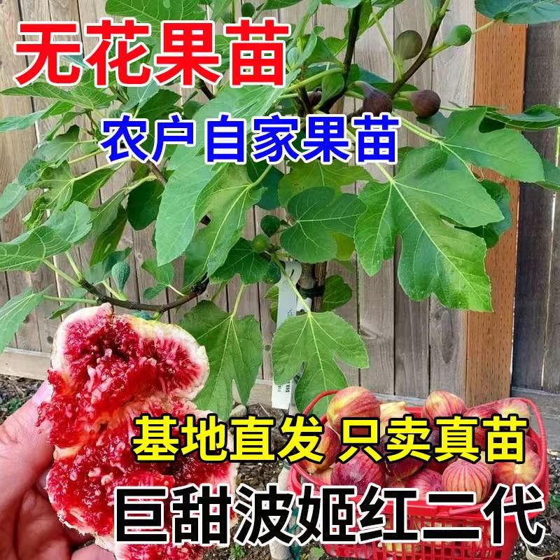 无花果树苗果苗特大果矮化盆栽波姬红南北方阳台种植当年结果
