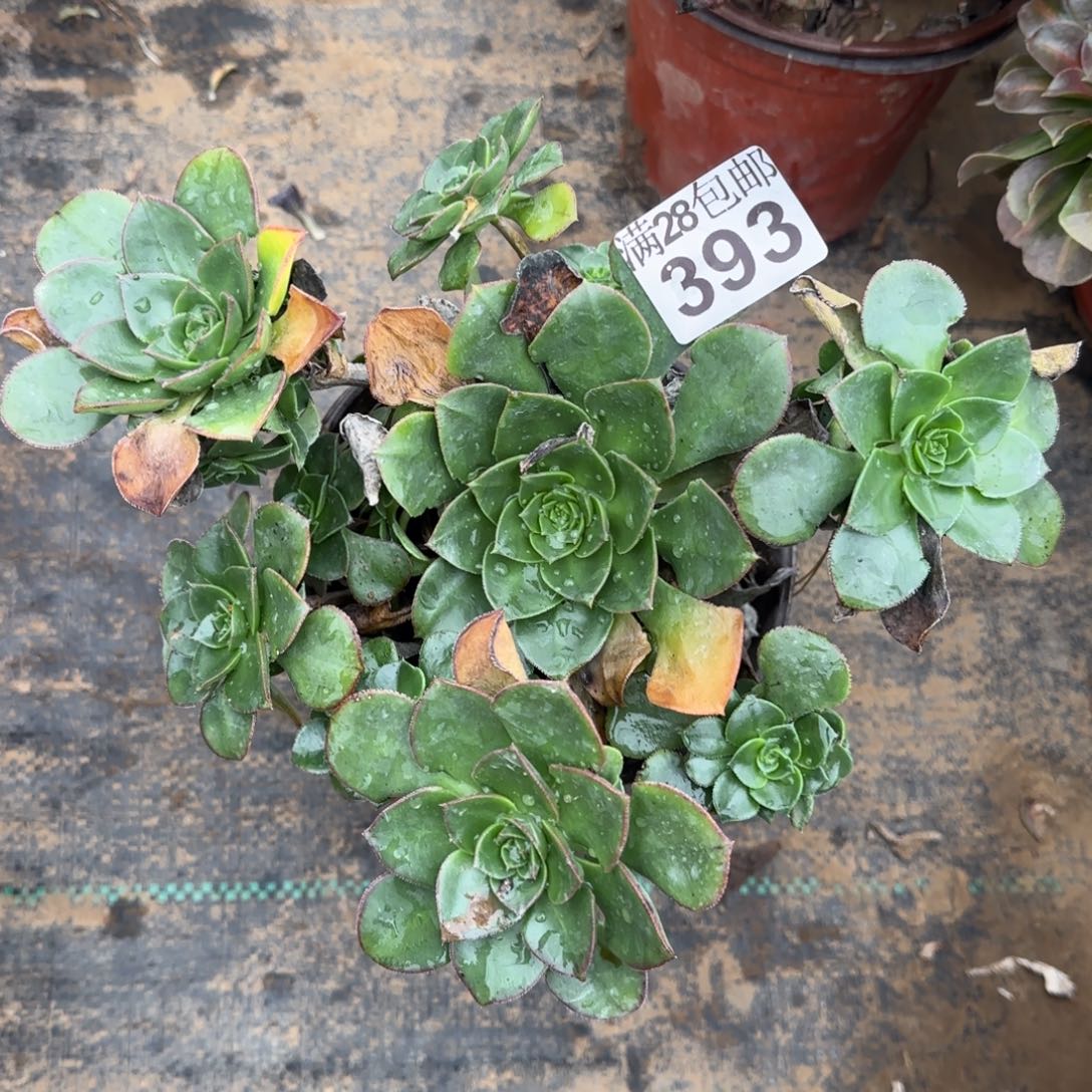 青衣多肉393满28包邮断枝不包