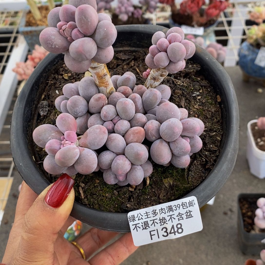 香水手指348/9c m