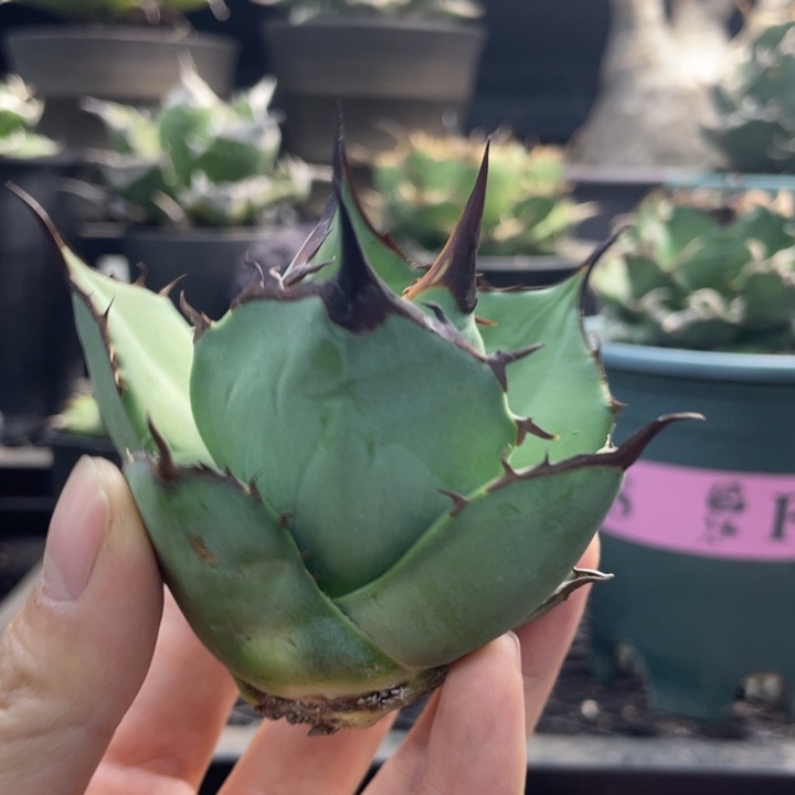 【闪购商品】猫爪 顶芽