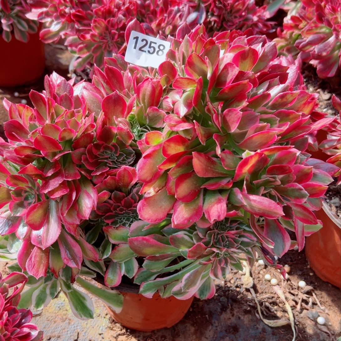 我1258 号多肉法师新年特价女巫