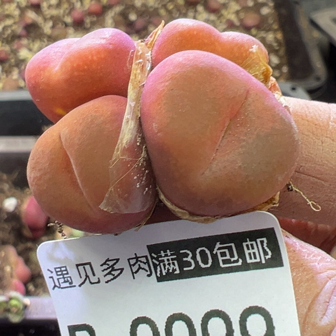 多肉植物11111111111111