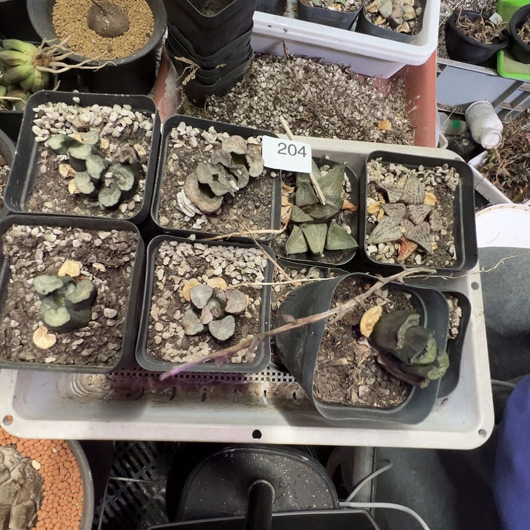 多肉植物专拍植物不退换 一物一拍 204