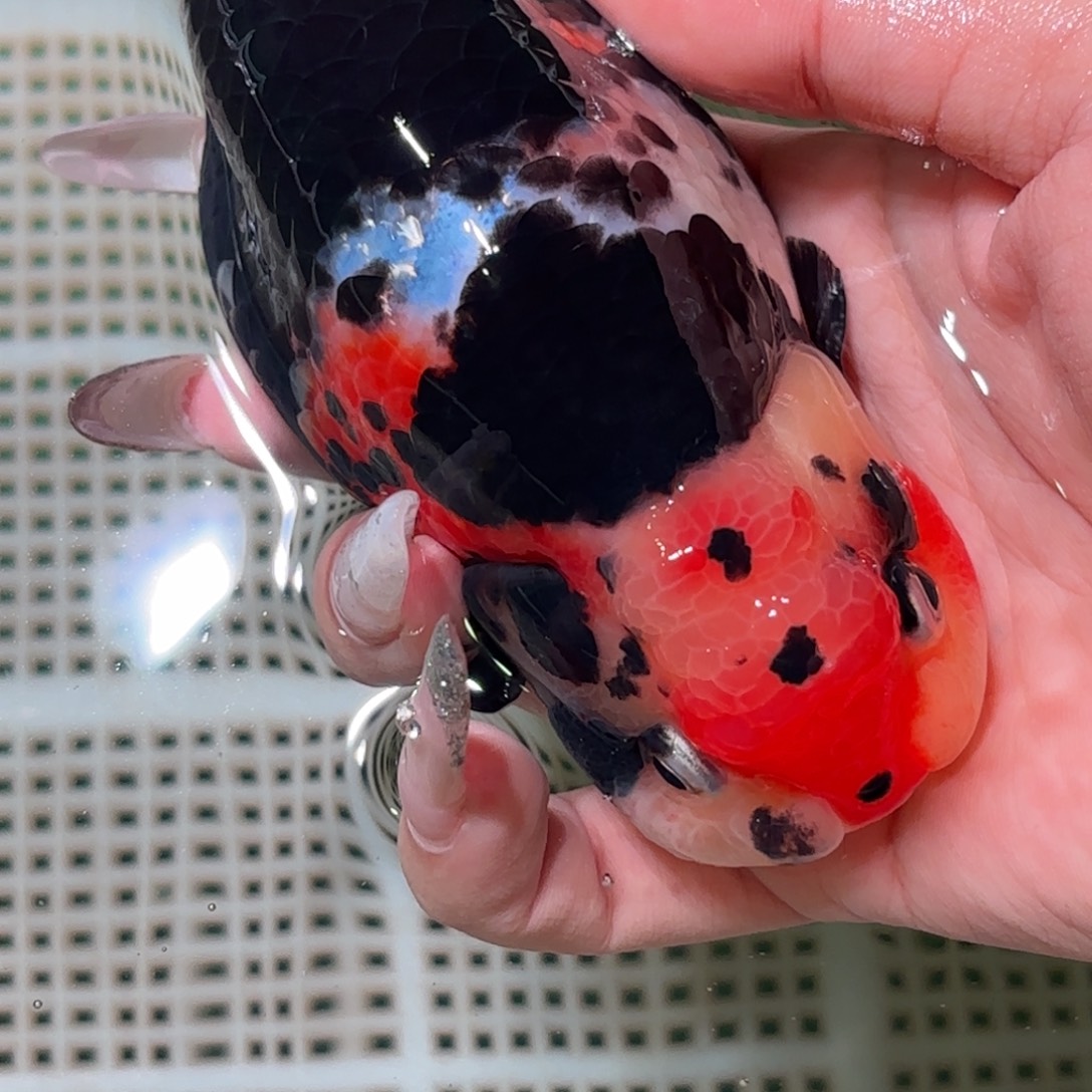 喀***斯金鱼拍包装包邮，不拍包装运费到付