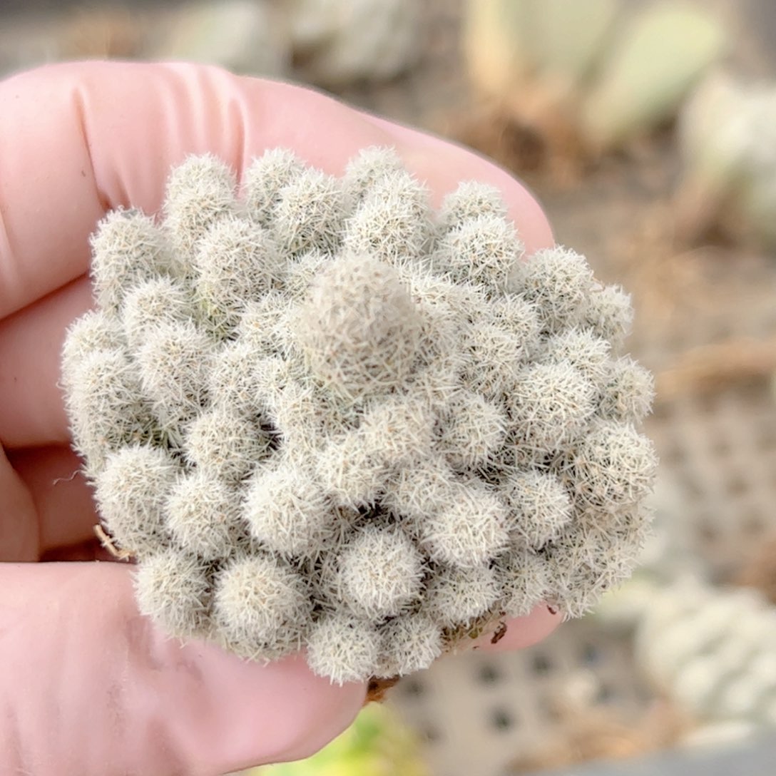 群生孤雁仙人球自根