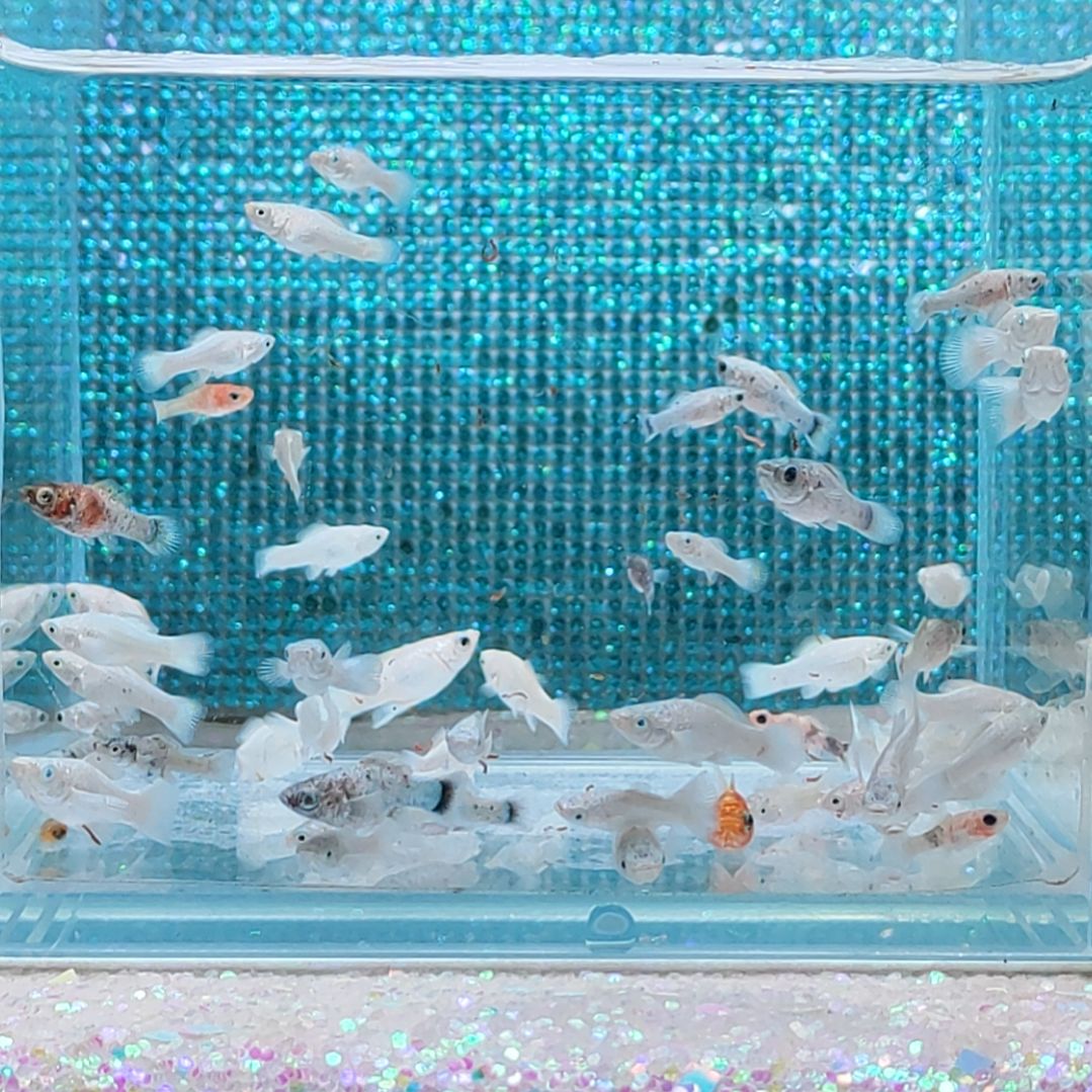 孔雀鱼混搭玛丽苗