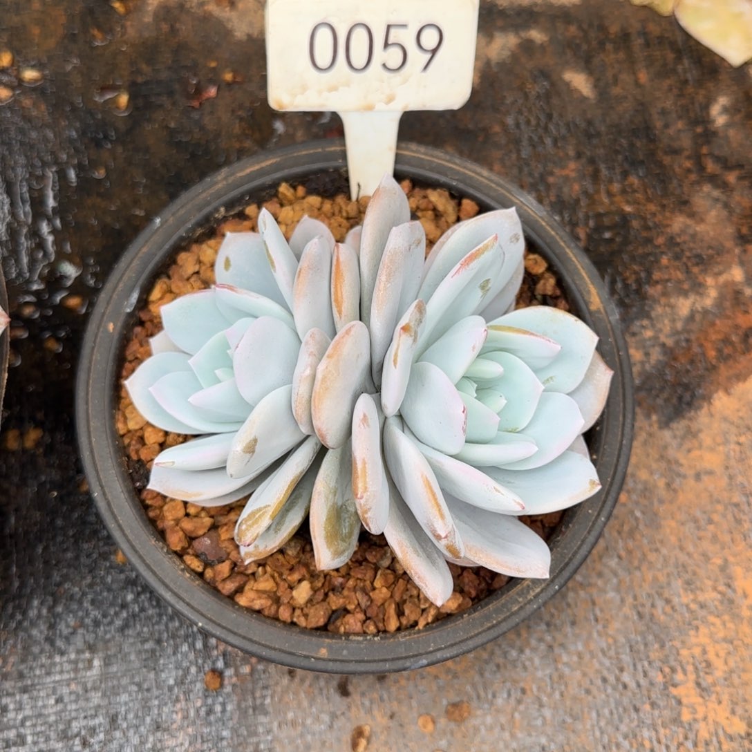 双头奶茶。 0059号。   