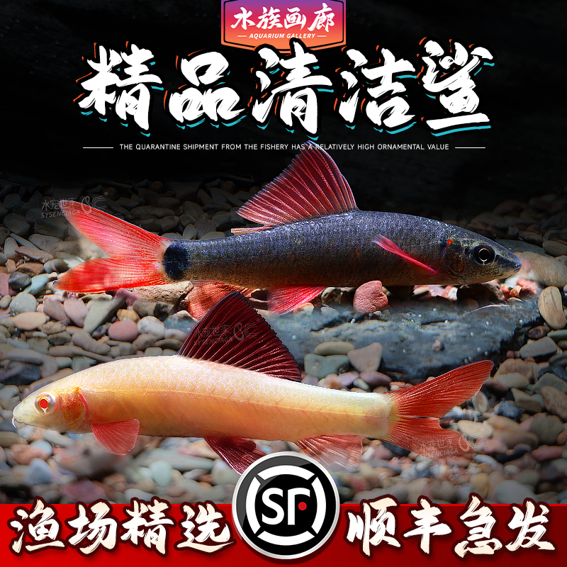 彩虹鲨粉红鲨金苔鼠热带观赏鱼清洁鱼缸除藻吃残渣