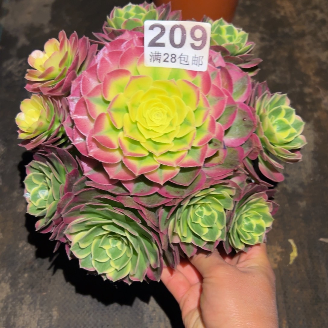 多肉植物209海仙的