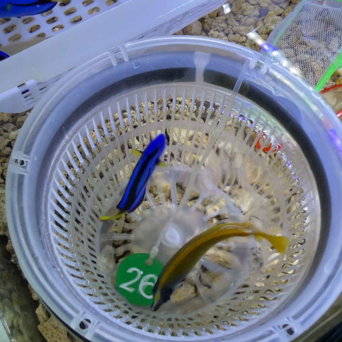 海水鱼蓝调一条顺丰包邮