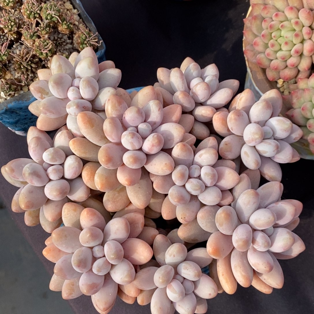 粉色恋人 一物一拍 