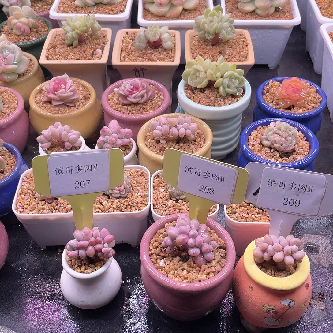 默滨哥多肉M207，208，209桃蛋朵朵缀