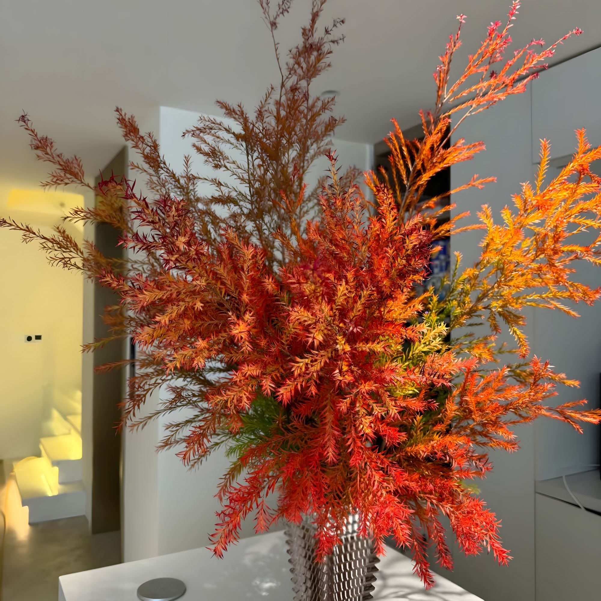 【千层金】别名黄金香柳，秋意氛围，淡淡松香，来财兴旺