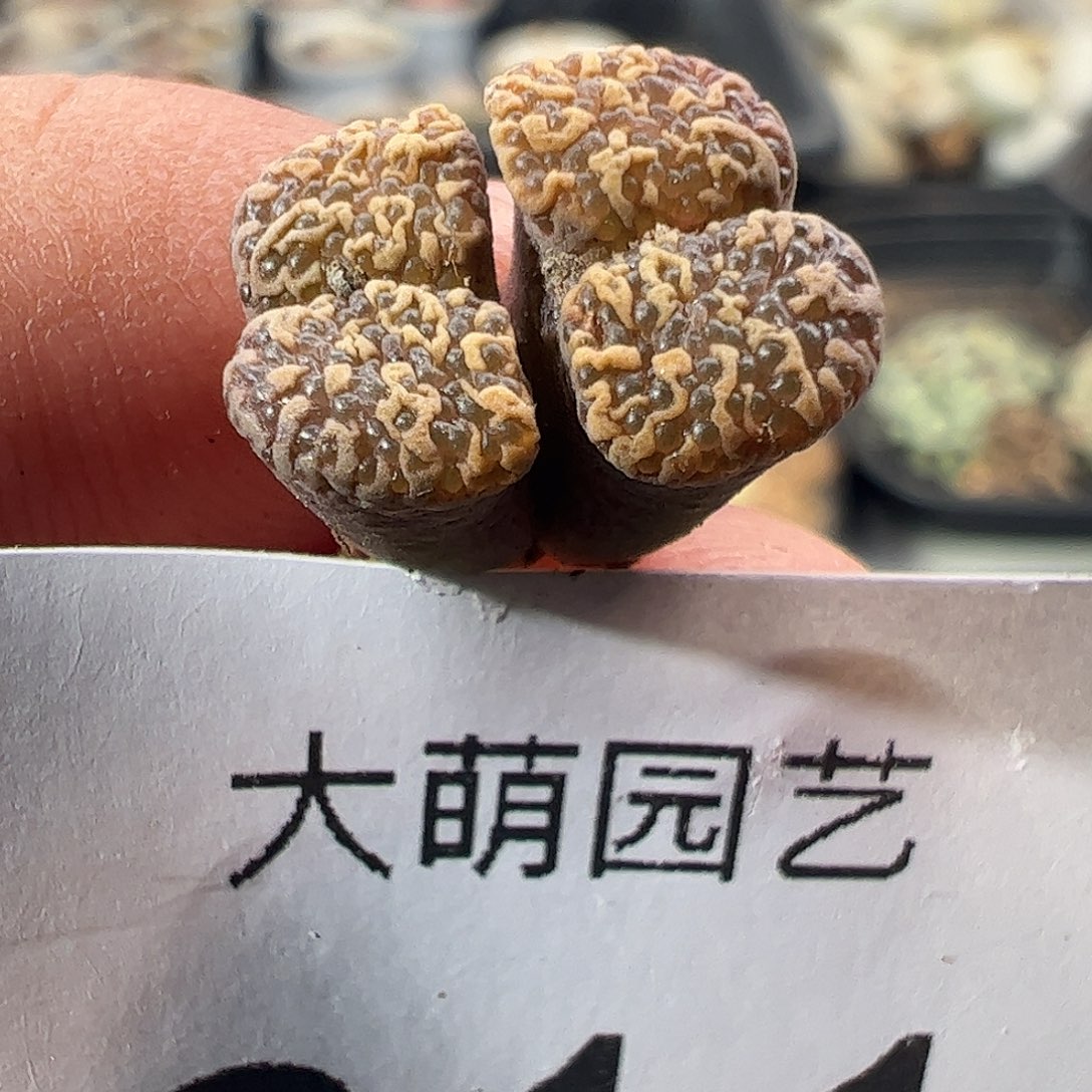 一物一拍。        211