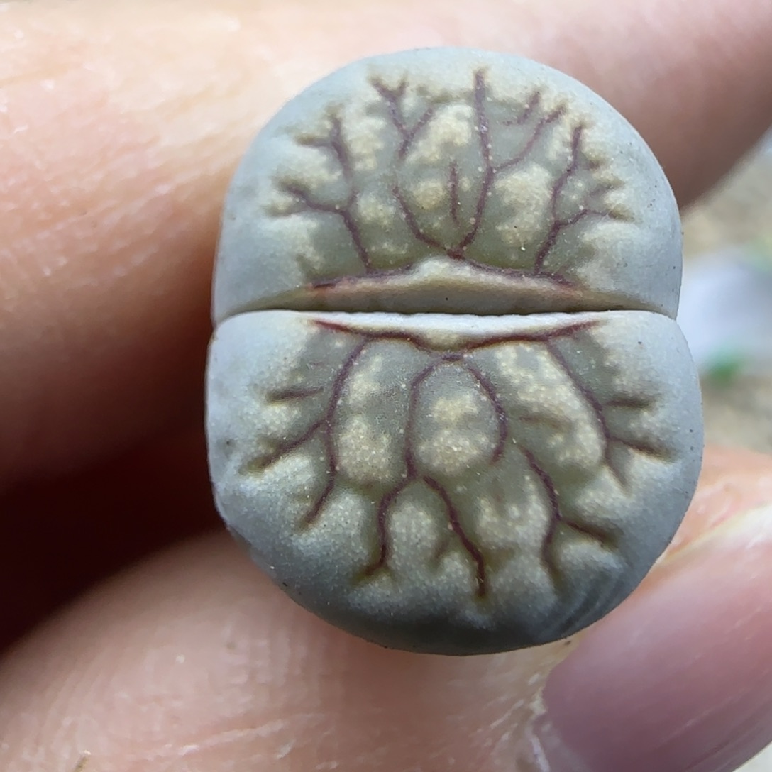 372 清框福利30包邮