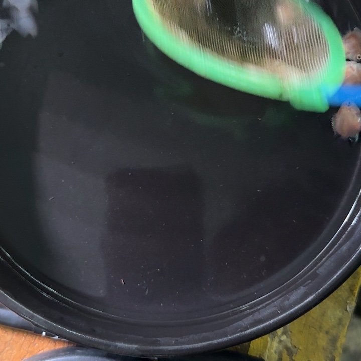 海水鱼胭脂5送1备损