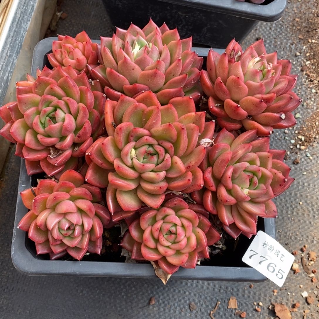 7765杂交多肉老桩基地