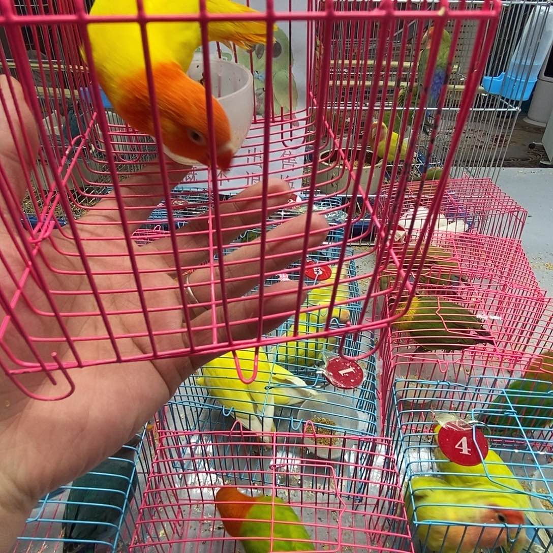 （***汇桃脸牡丹鹦鹉烈火黄金丝一只