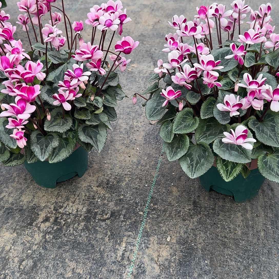 植***n完全开放大加仑盆匹克2盆