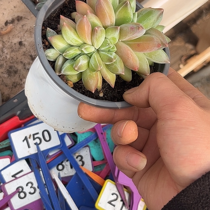 多肉植物彩体重楼435