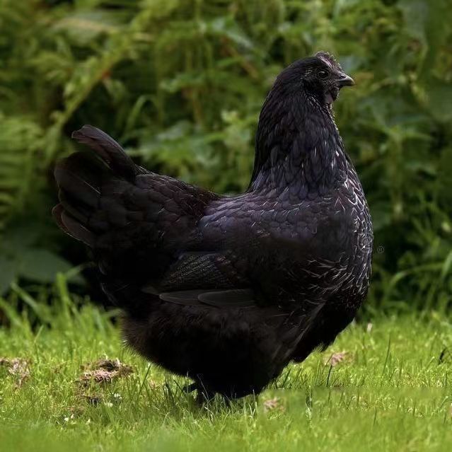 五黑鸡整鸡生鲜肉质鲜美到手10只
