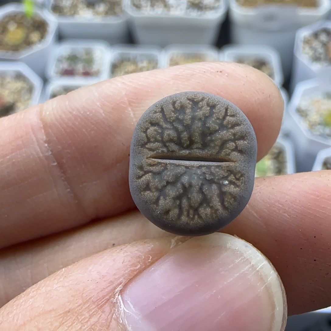 794暗河清框福利30包邮