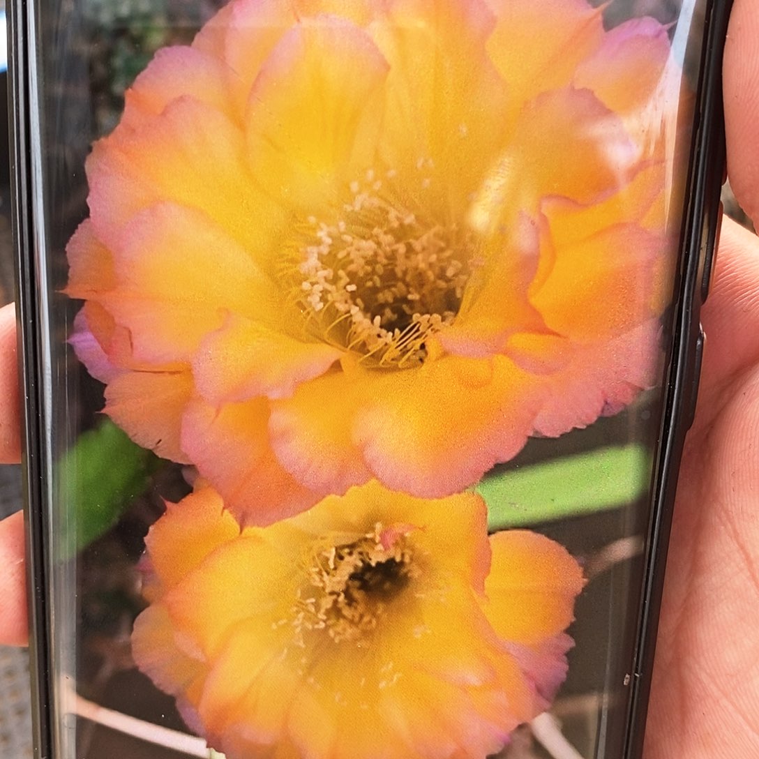彩 花纹/侧芽歪20包邮/5公分