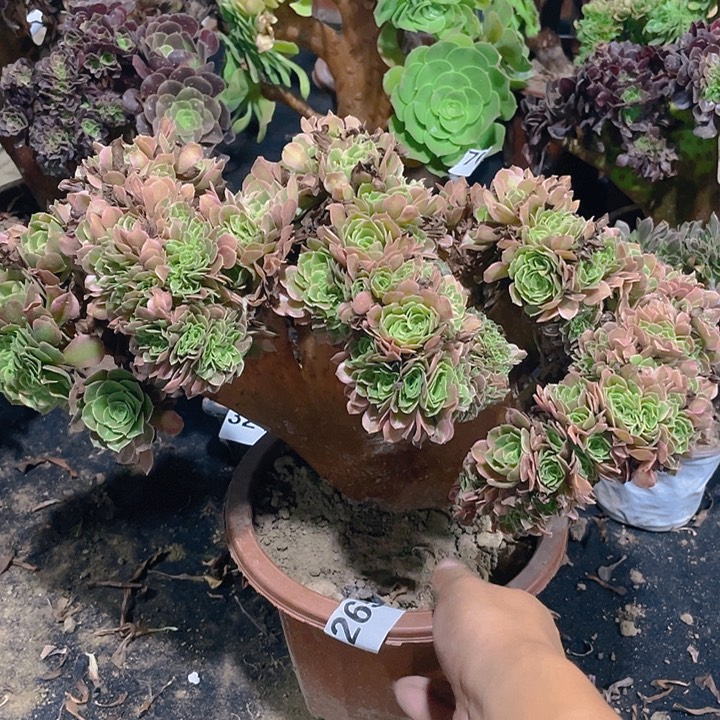 265香妃扇子板朵朵盘龙小裂口