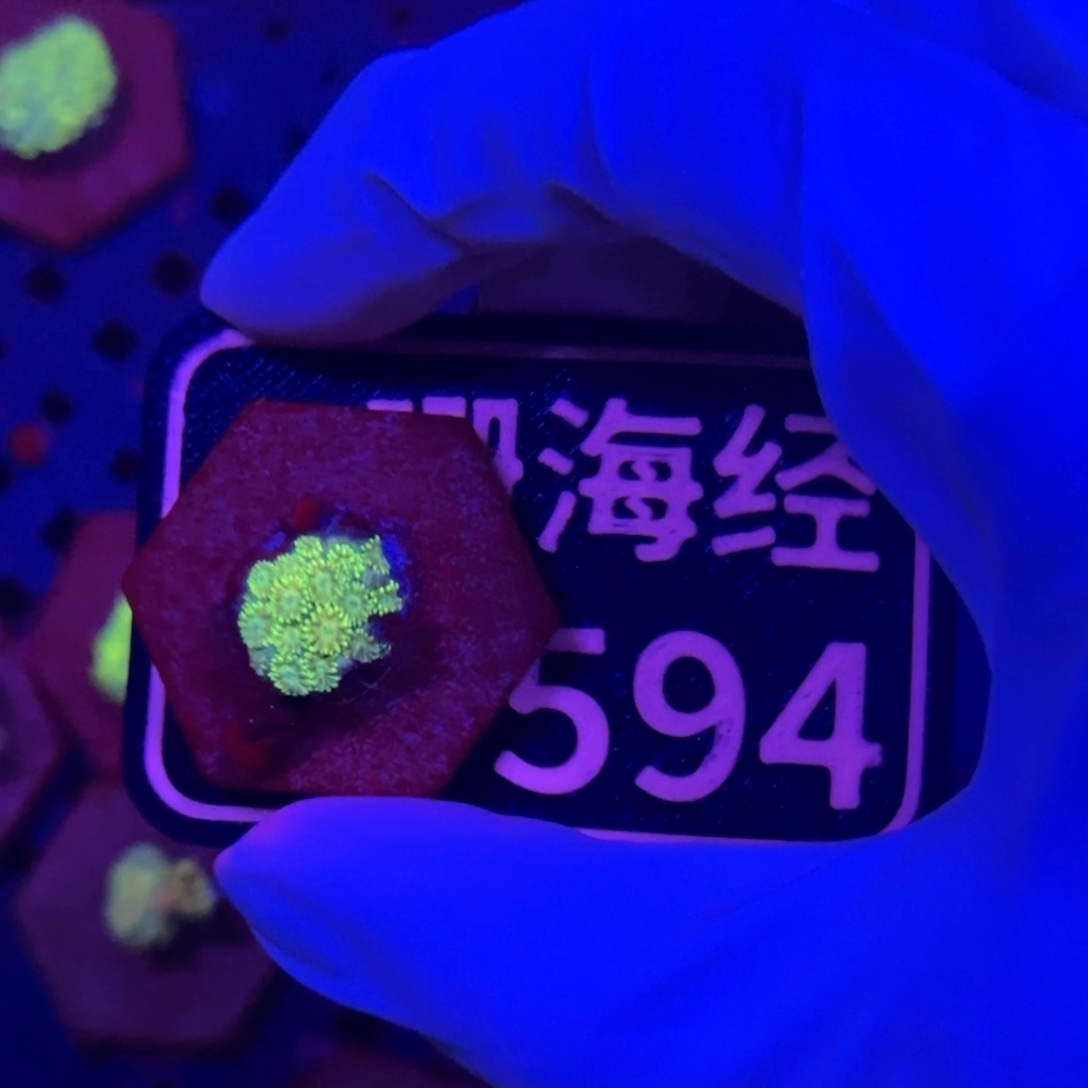 ****方纽扣珊瑚又又不包邮澳彩切件D594