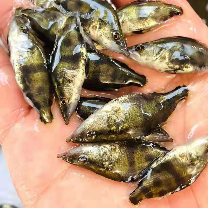 鳜鱼 桂鱼 白鳜  大花翘嘴