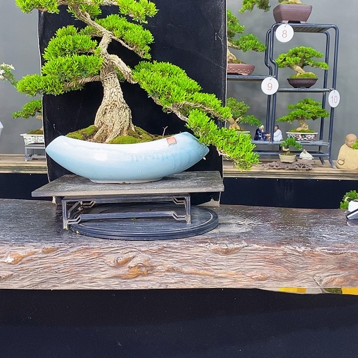 无花朵黄杨盆景四季常青不落叶