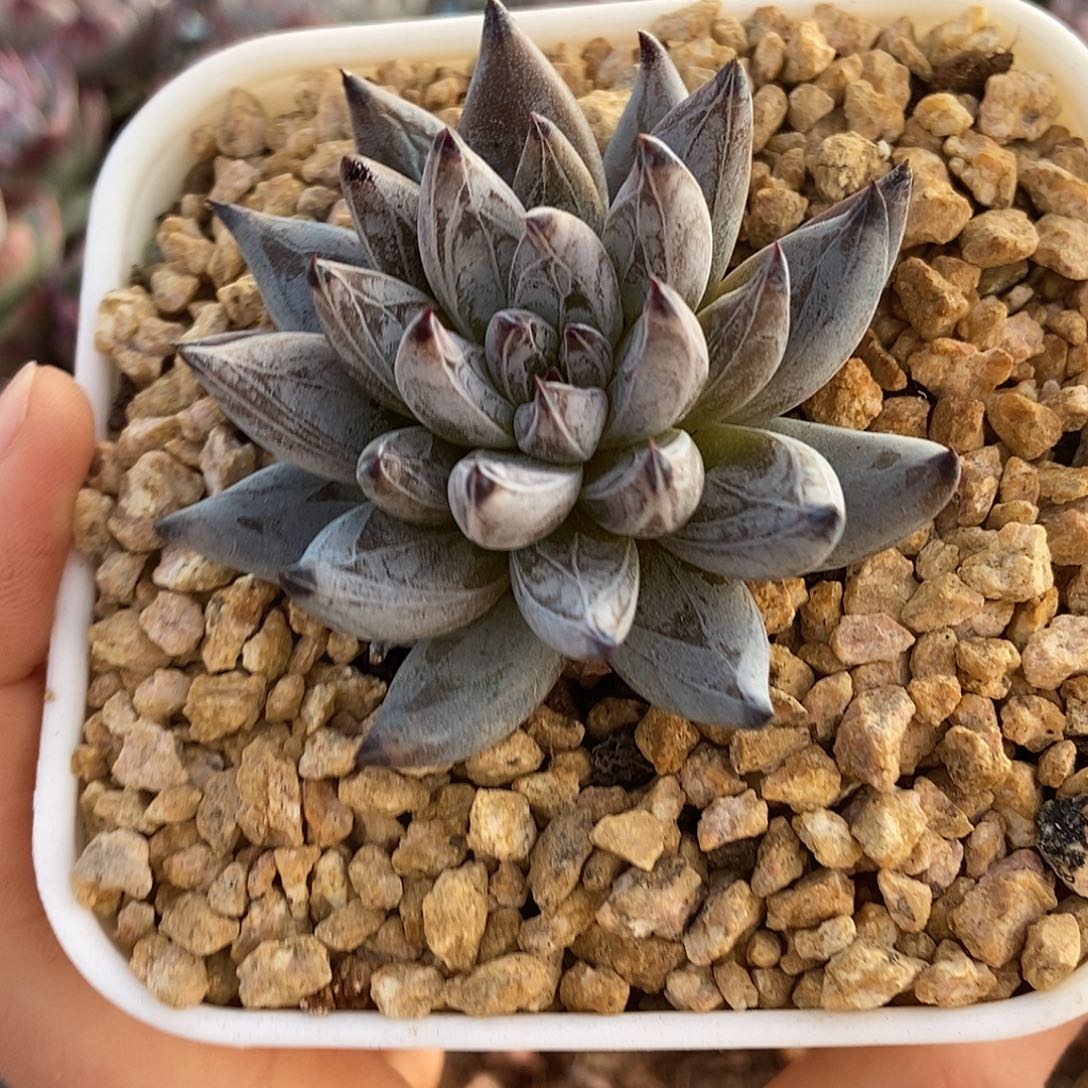 魔爪单头一物一拍