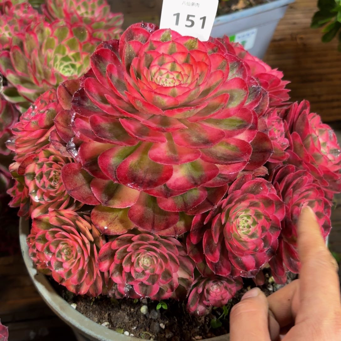 151多肉植物荔枝