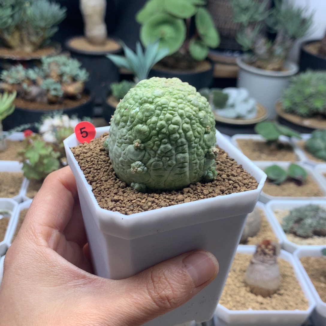 凝蹄玉母本带盆多肉