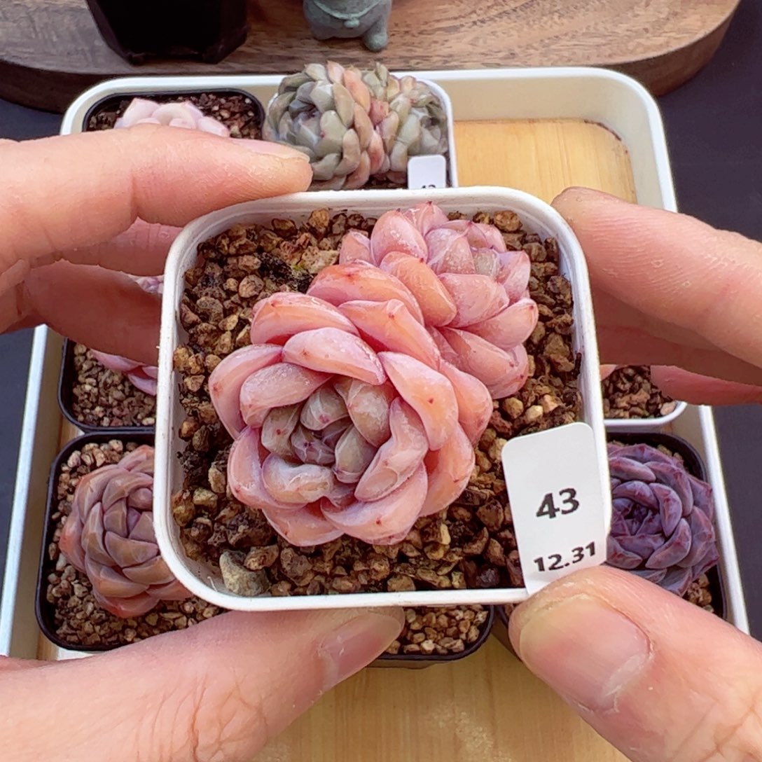 好好看43、哈哈哈哈