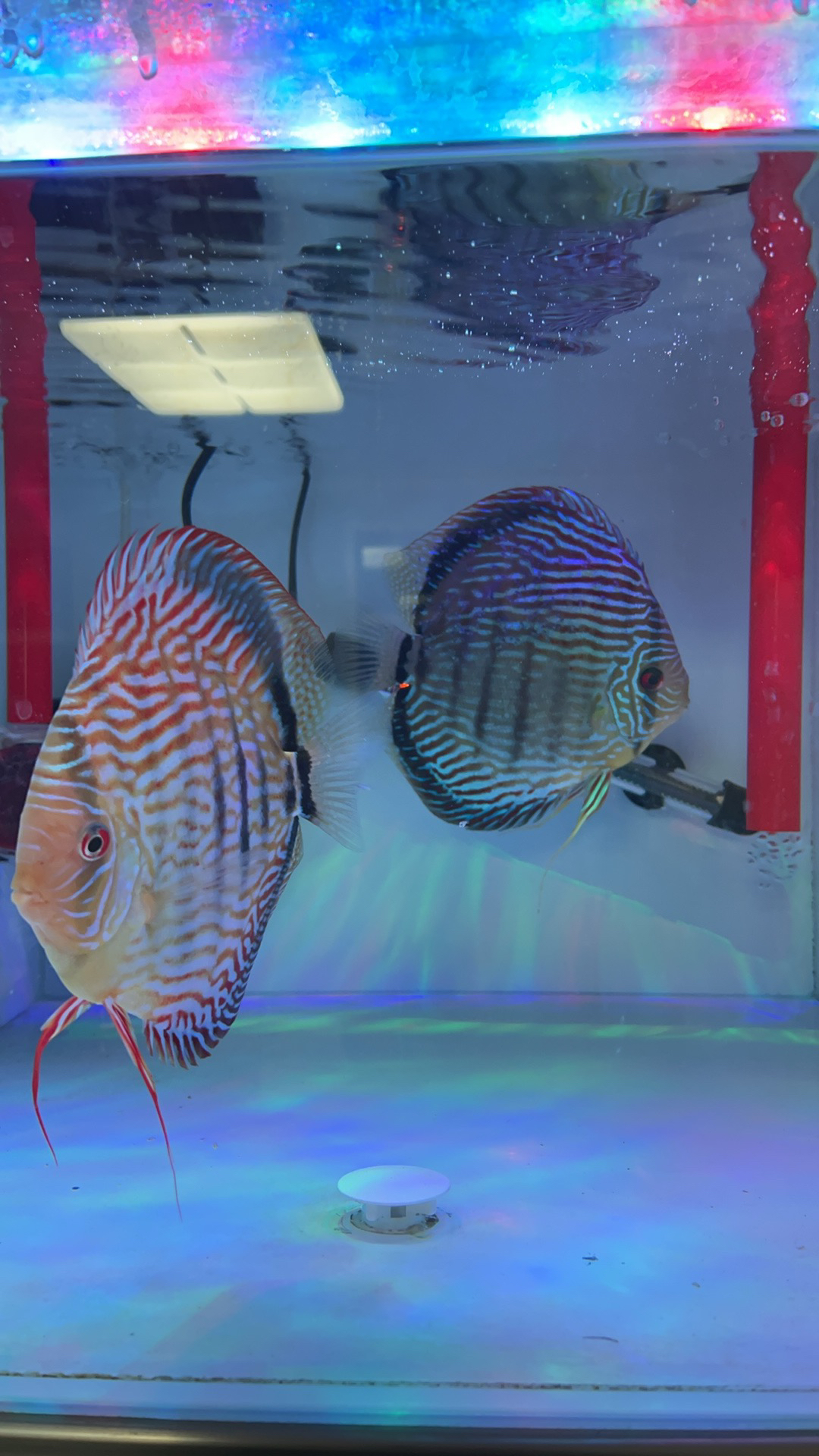 德松七彩神仙鱼，10条➕1条备损，肉身2到2.5