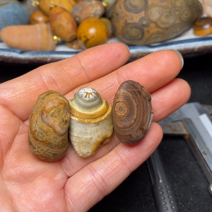 石材九眼页岩钱币石原61