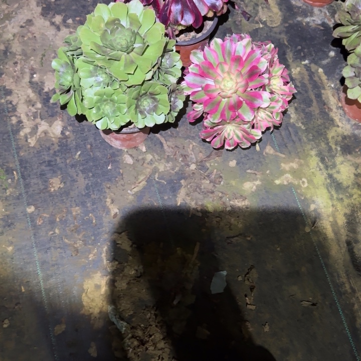 一单包邮不包侧枝66