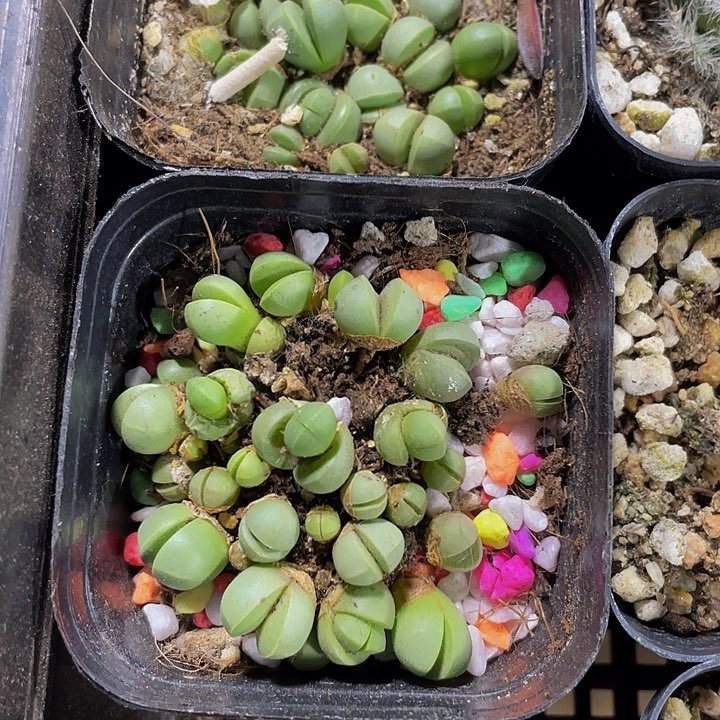 精灵玉2.8带盆土发货