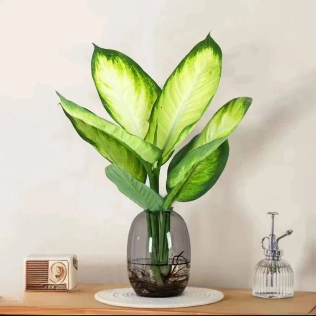 玛丽安万年青水培绿植桌面盆栽室内好养耐阴净化空气