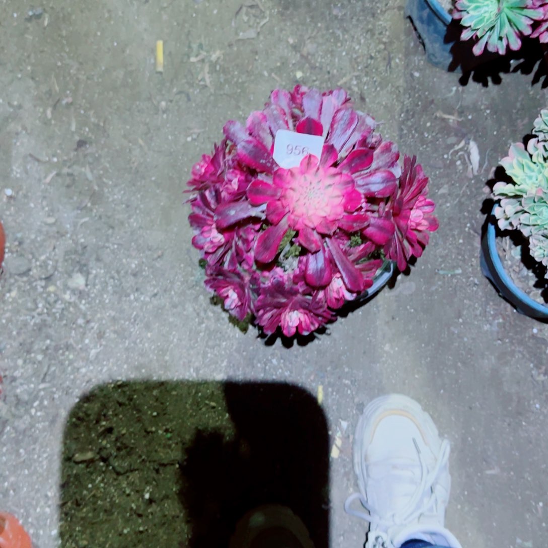 红瞳法师多肉956