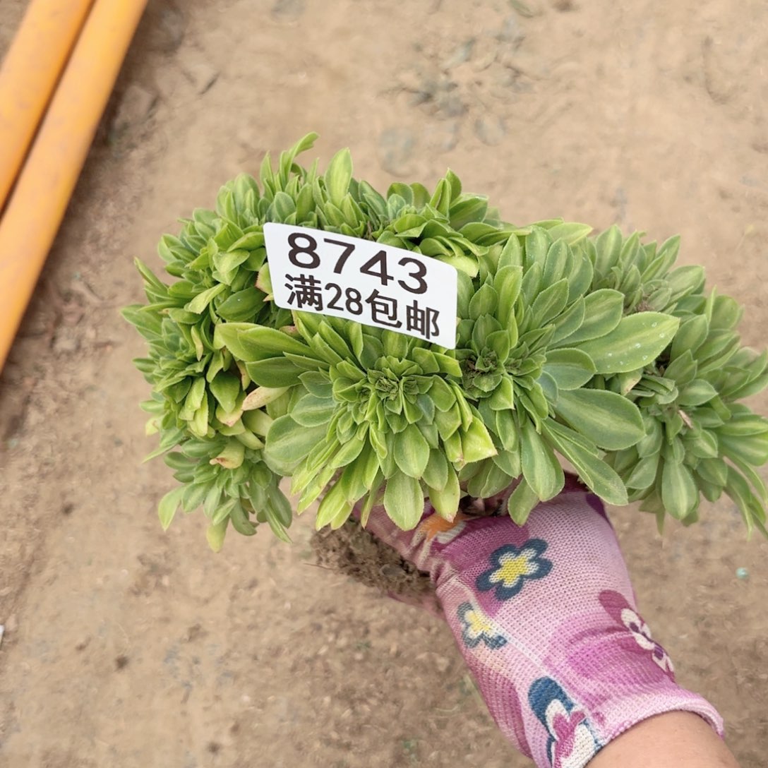 B. 8743中班拉丝缀多肉