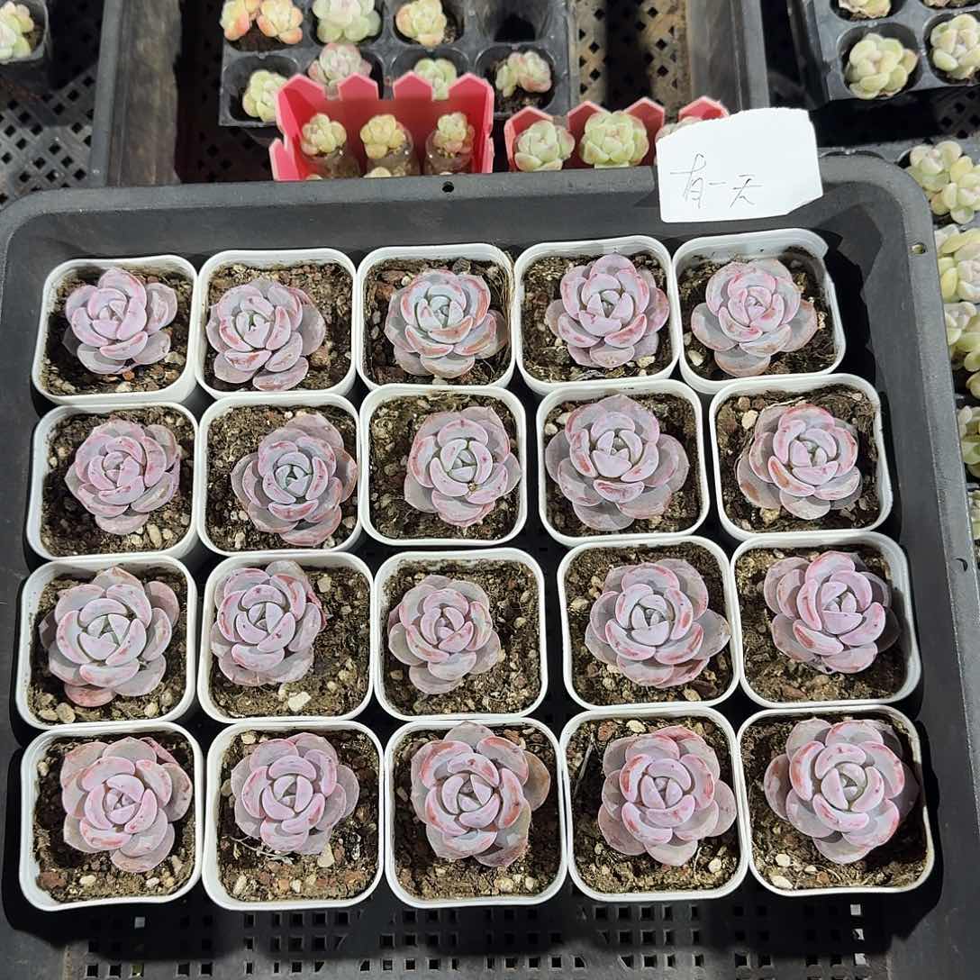 有一天赠一颗受伤的