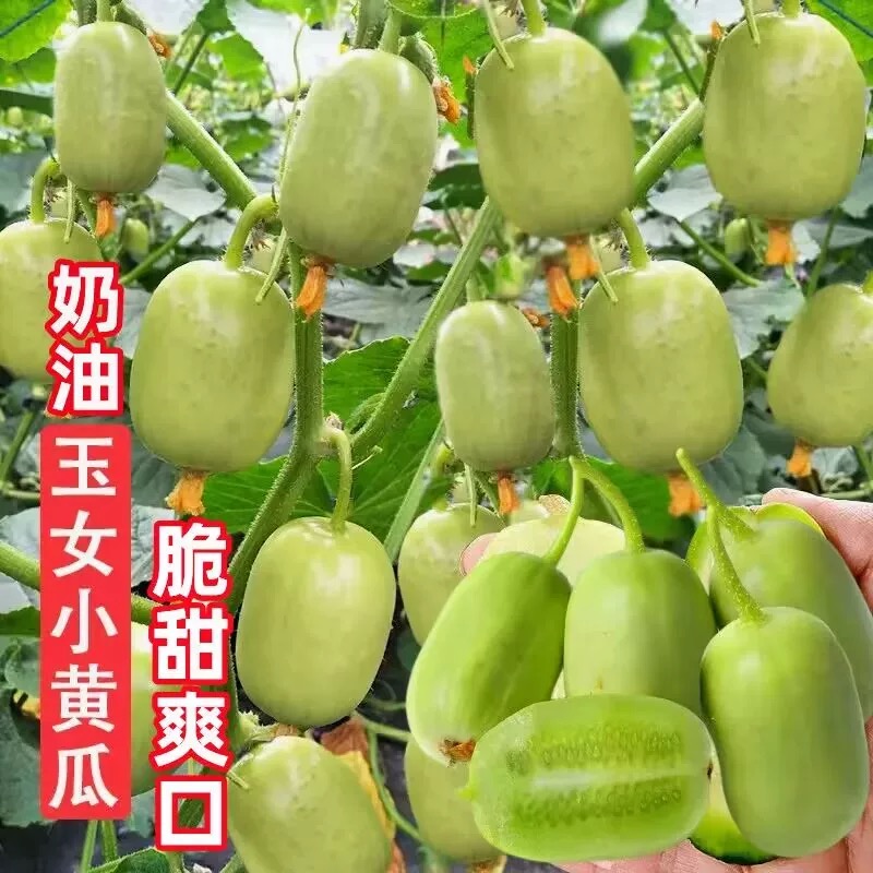 玉女黄瓜种子 水果黄瓜春夏秋四季盆栽阳台蔬菜种籽商品图