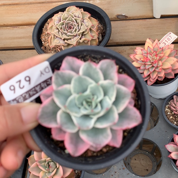 奶油黄桃多肉植物