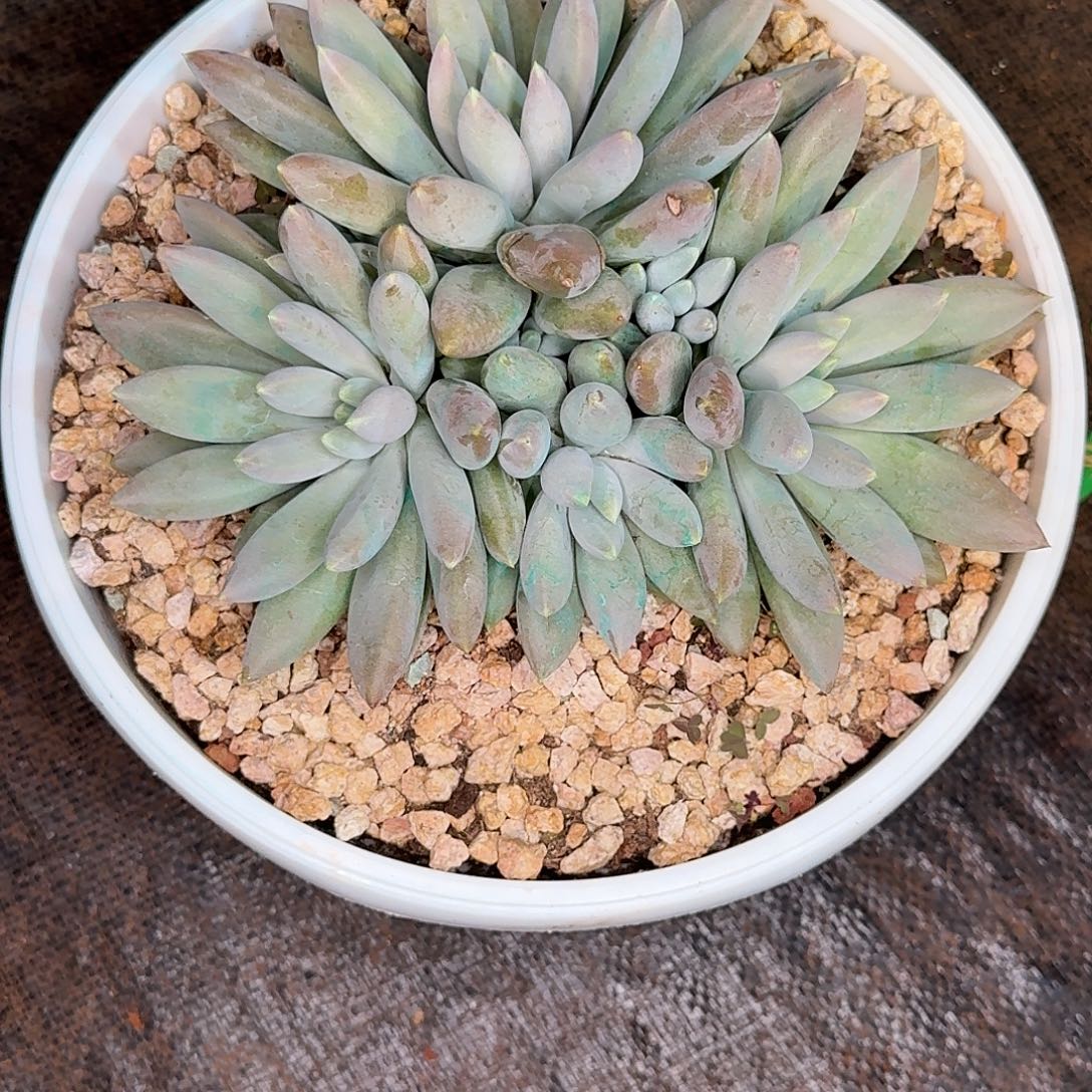 蔬***子哥特多肉植物fhj1