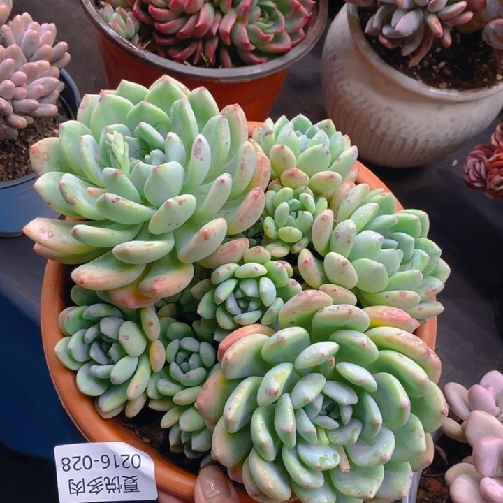 夏悦多肉0216-28望舒