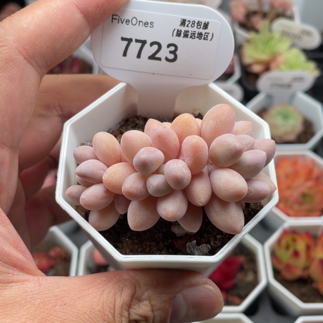 7723粉色恋人6厘米