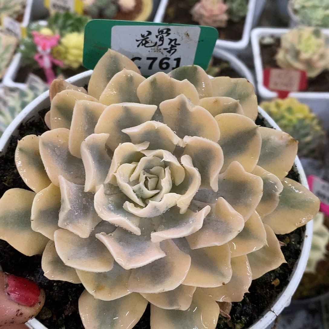 761哈哈哈哈哈哈哈哈哈