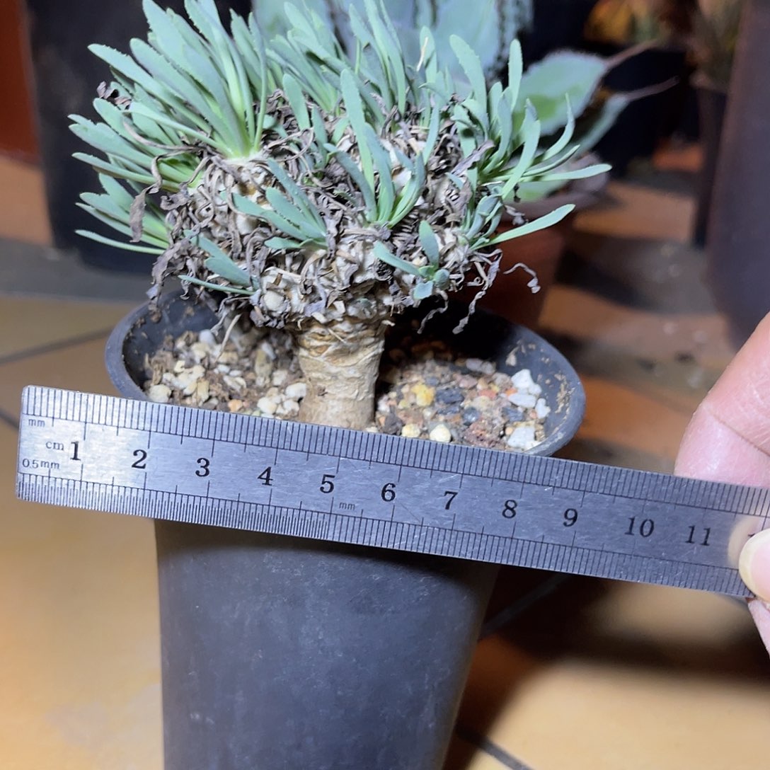 实生刨花厚敦菊一物一拍